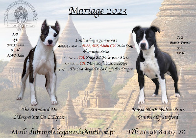 Du Temple De Ganesh - American Staffordshire Terrier - Portée née le 15/12/2023