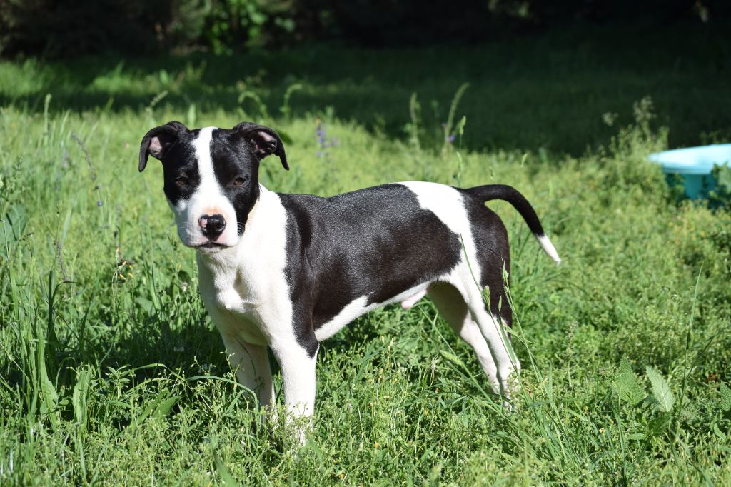 Du Temple De Ganesh - Chiot disponible  - American Staffordshire Terrier