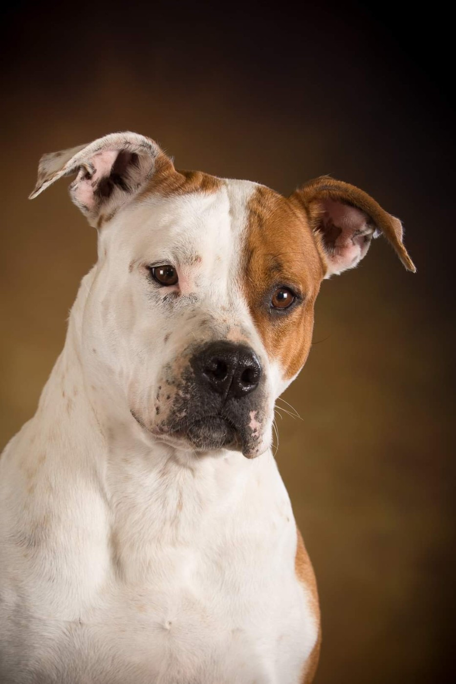 Hamnezia de la Griffe du Dragon