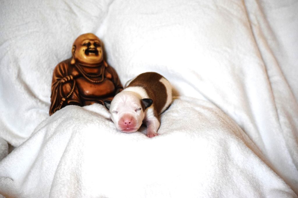 Du Temple De Ganesh - Chiots disponibles - American Staffordshire Terrier