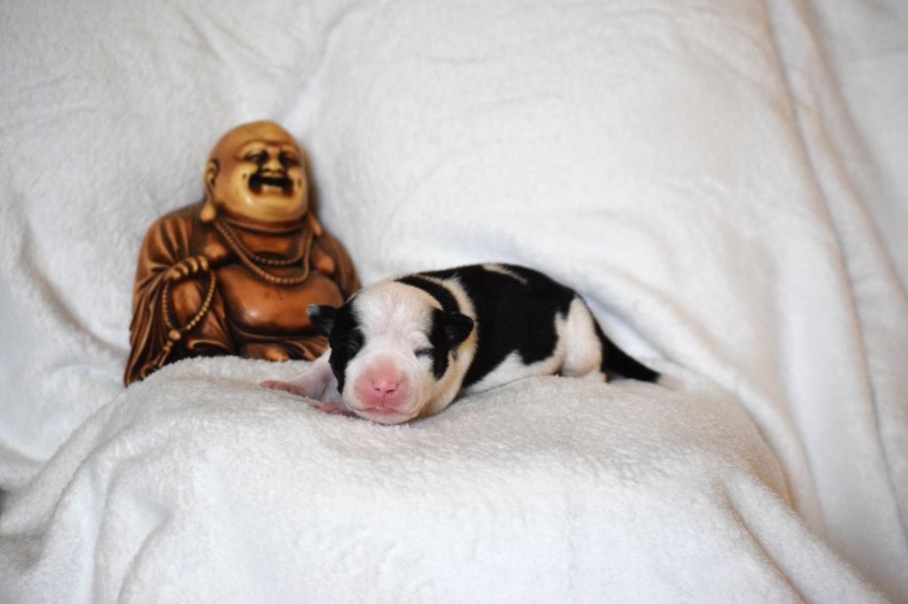 Du Temple De Ganesh - Chiots disponibles - American Staffordshire Terrier