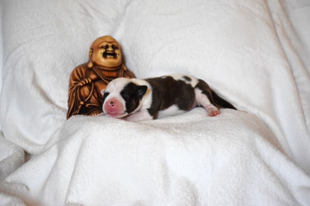 Du Temple De Ganesh - Chiots disponibles - American Staffordshire Terrier