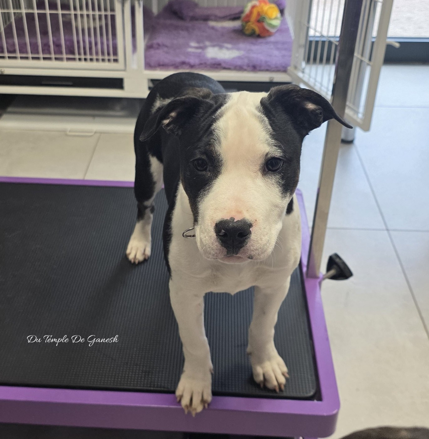 Du Temple De Ganesh - Chiots disponibles - American Staffordshire Terrier