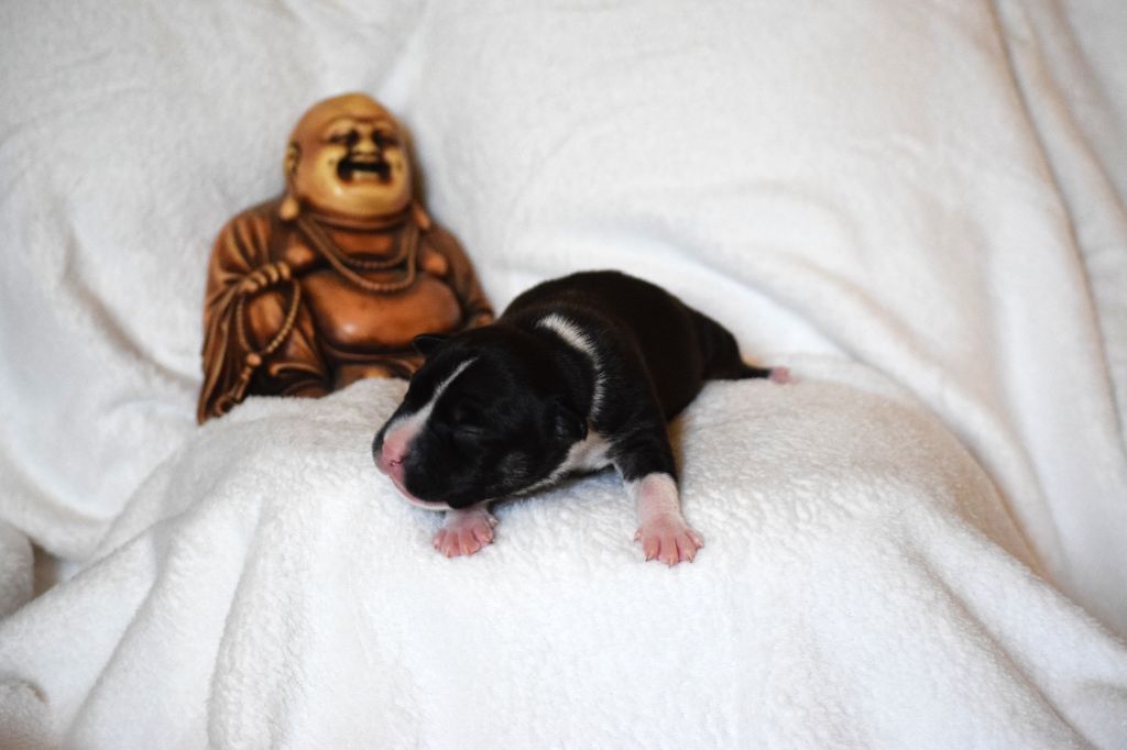 Du Temple De Ganesh - Chiots disponibles - American Staffordshire Terrier
