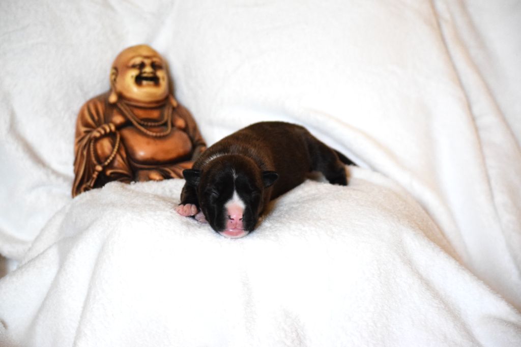 Du Temple De Ganesh - Chiots disponibles - American Staffordshire Terrier