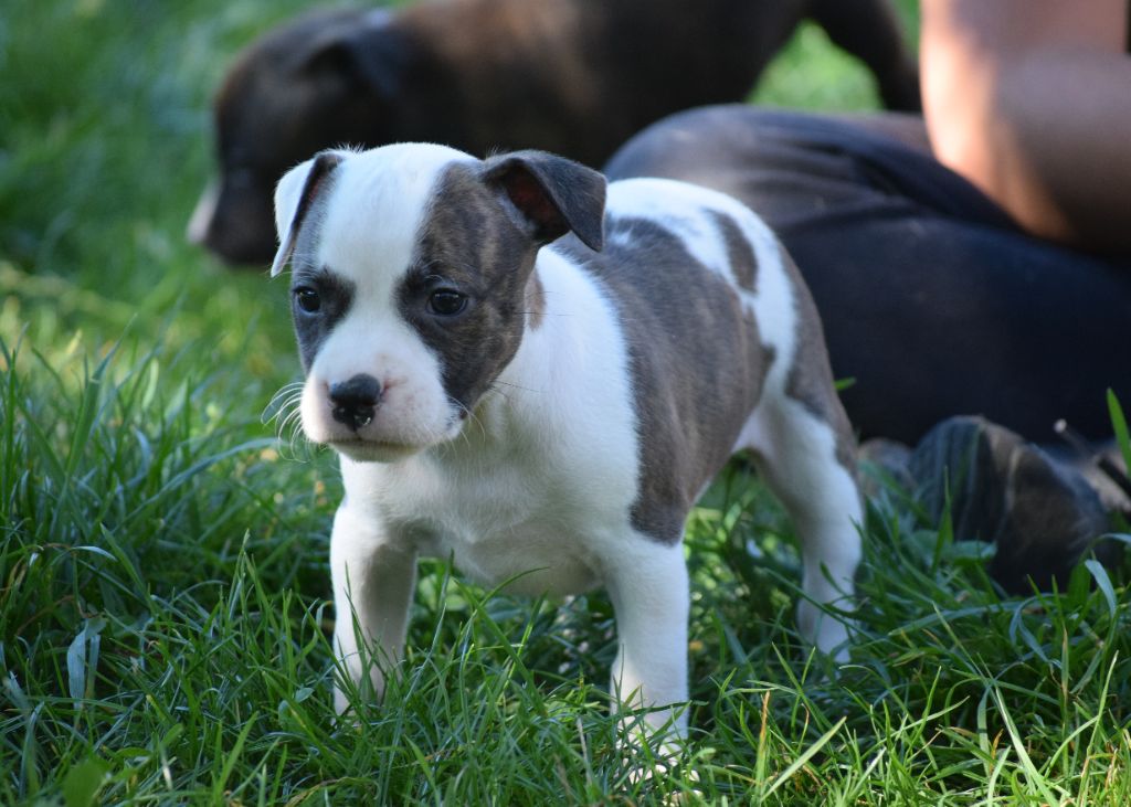 Du Temple De Ganesh - Chiots disponibles - American Staffordshire Terrier