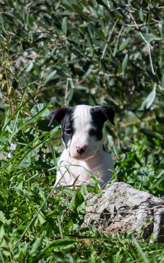 Du Temple De Ganesh - Chiots disponibles - American Staffordshire Terrier