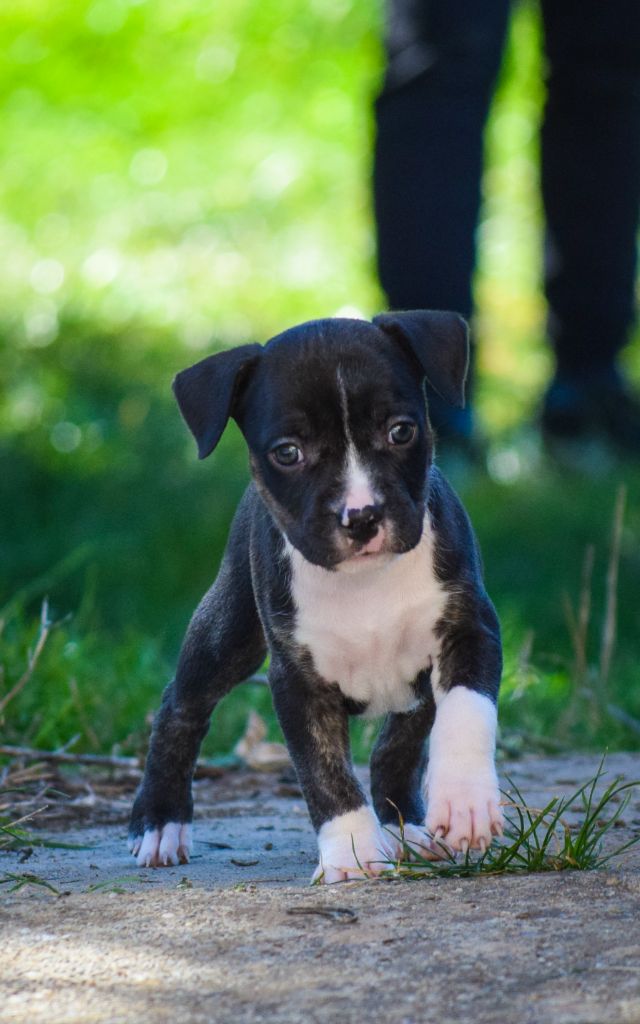 Du Temple De Ganesh - Chiots disponibles - American Staffordshire Terrier