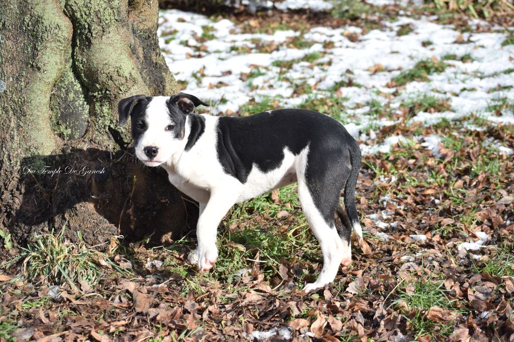 Du Temple De Ganesh - Chiots disponibles - American Staffordshire Terrier