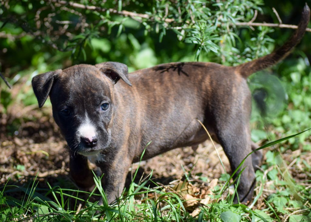 Du Temple De Ganesh - Chiots disponibles - American Staffordshire Terrier